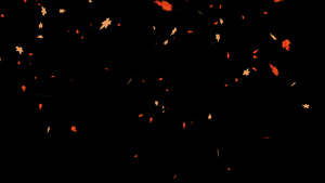 4K枫叶落叶飘落元素10秒视频