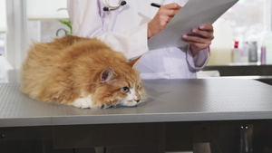 医生检查后在兽医办公室的一只漂亮的猫15秒视频
