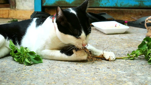 猫吃蔬菜根24秒视频