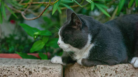 可爱灰色猫咪视频