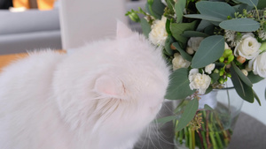 可爱的白猫在闻花香11秒视频