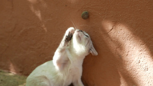 猫想抓一只墙上的蜗牛30秒视频