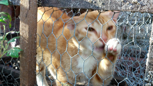 被困在螃蟹笼中的猫可怜小猫14秒视频