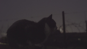 深色的猫9秒视频
