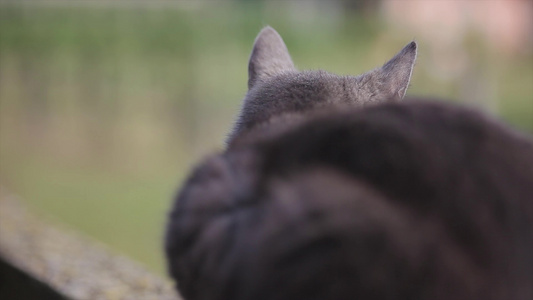 后面的猫视频