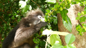 在自然栖息地的安通国家公园的绿叶中可爱的眼镜叶叶猴20秒视频