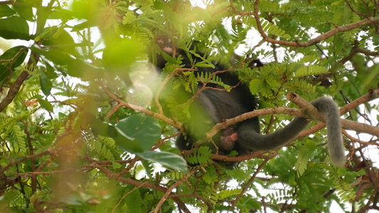 在自然栖息地的安通国家公园的绿叶中可爱的眼镜叶叶猴视频