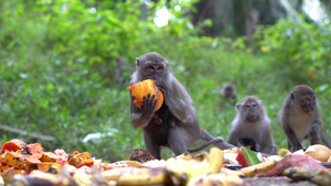猴子妈妈带宝宝来吃水果10秒视频