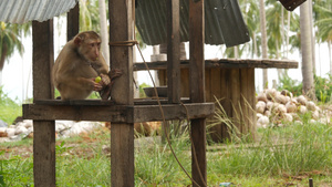 可爱的猴子工人从椰子收获收集中休息20秒视频
