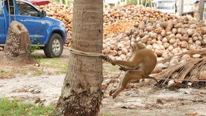 可爱的猴子工人从椰子收获收集中休息使用链上圈养的动物25秒视频