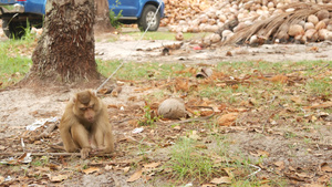 可爱的猴子工人从椰子收获收集中休息使用链上圈养的动物17秒视频