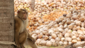 可爱的猴子工人从椰子收获收集中休息使用链上圈养的动物16秒视频