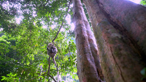 在雨林中猴子爬树枝9秒视频