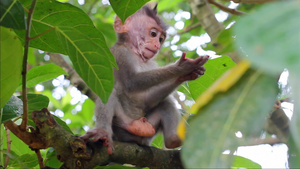 在神圣的猴子森林里一只小猴子在树枝上12秒视频