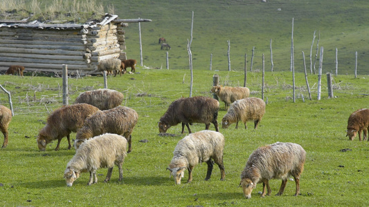 新疆天山牧场牲畜羊群视频