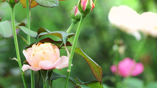 花园里的玫瑰视频