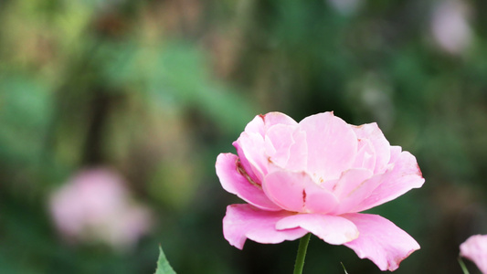 花园里的玫瑰视频