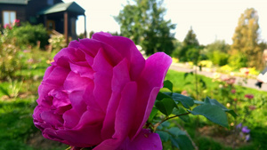 红玫瑰芽在花园的风中摇晃7秒视频