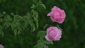 春雨中的玫瑰35秒视频