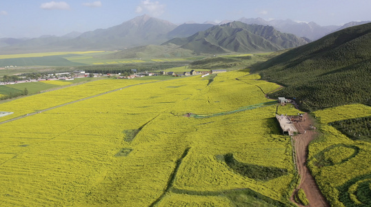 甘肃张掖夏季的油菜花航拍4K视频视频