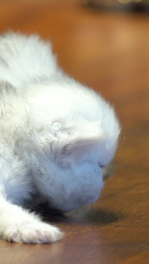 实拍案台三支幼崽小猫国际猫咪日13秒视频