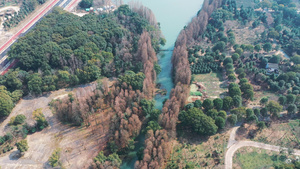 淀山湖周边绿化71秒视频