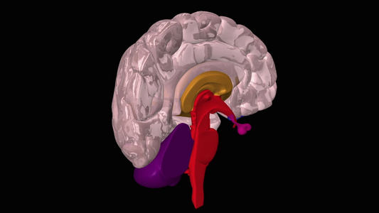 人脑的动画视频