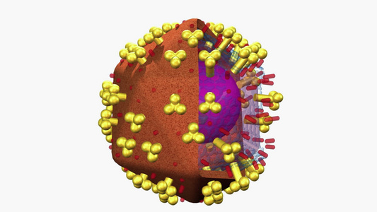 三维病毒动画视频