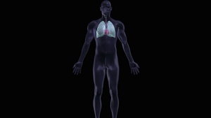 3D人的心脏和肺18秒视频