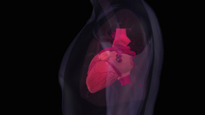 3D人的心脏和器官13秒视频