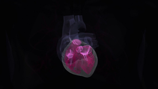 3D人体心脏跳动视频