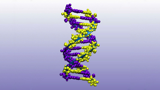 脱氧核糖核酸分子视频
