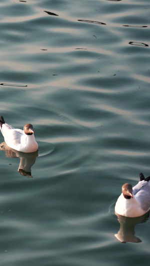 昆明滇池里的海鸥群24秒视频