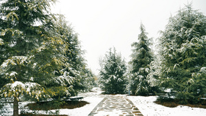 雪景松树70秒视频