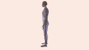 人体骨骼动画15秒视频