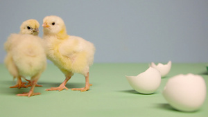 蓝色背景下站在蛋壳旁的小鸡18秒视频