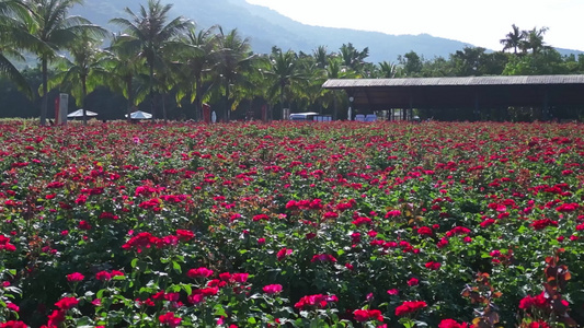 海南三亚博后村在红玫瑰花田中的游玩拍照的旅客视频