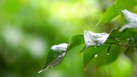 春雨惊蛰滴落绿叶实拍视频