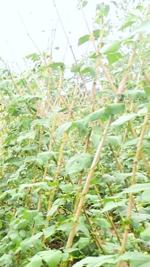 蔬菜喷洒药水蔬菜种植87秒视频