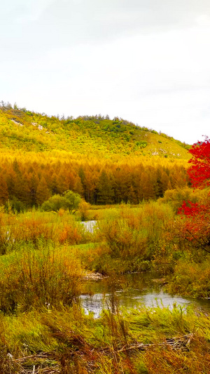 秋色的红黄枫叶秋天风景21秒视频