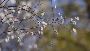 云南昆明春天梨花桃花樱花开花30秒视频