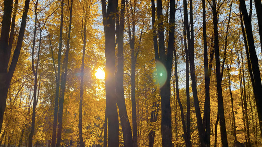 深秋树林逆光下的树叶视频