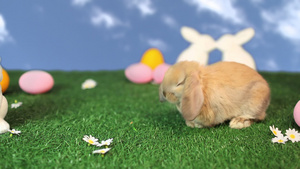 可爱的兔子和复活节场景12秒视频