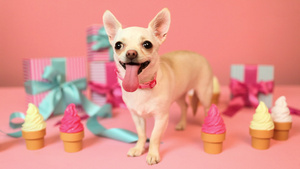 吉娃娃小狗和生日礼物28秒视频