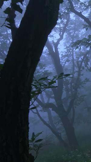 浓雾弥漫了森林4秒视频