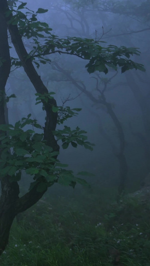 浓雾弥漫了森林4秒视频