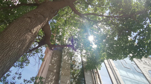 夏日树荫下建筑反射阳光的光斑10秒视频
