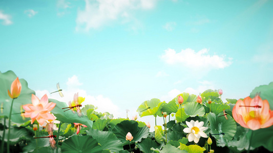 4K夏日荷花背景视频[酷夏]视频