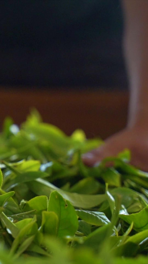升格茶农晾晒新鲜采摘的茶叶晒茶叶23秒视频
