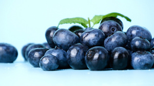 4K蓝莓黑豆树新鲜水果新鲜蓝莓水果21秒视频